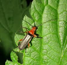 Attēlu rezultāti vaicājumam “Cantharis livida”