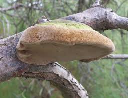 Attēlu rezultāti vaicājumam “Phellinus robustus”