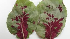 Attēlu rezultāti vaicājumam “Acalitus longisetosus”