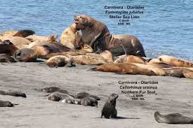 Image result for Eumetopias jubatus