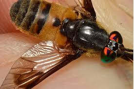 Attēlu rezultāti vaicājumam “Chrysops”