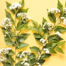 Attēlu rezultāti vaicājumam “Ulmus laevis flower”