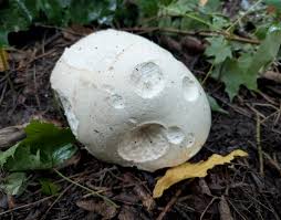 Attēlu rezultāti vaicājumam “Langermania gigantea”