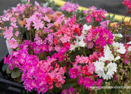 Image result for Bitterwurz