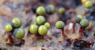 Attēlu rezultāti vaicājumam “Cribraria aurantiaca var. persoonii macro”