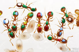 Attēlu rezultāti vaicājumam “Anthrenus sp. imago”