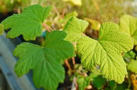 Image result for Rubus sectio