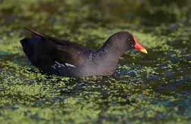 Attēlu rezultāti vaicājumam “Gallinula chloropus adult”