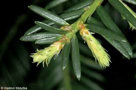 Attēlu rezultāti vaicājumam “Taxus baccata bud”