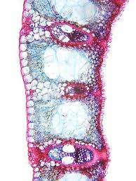 Attēlu rezultāti vaicājumam “Carex acuta leaf”