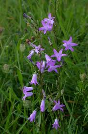 Image result for Campanula rapunculus