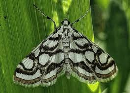 Attēlu rezultāti vaicājumam “Nymphula nitidulata”