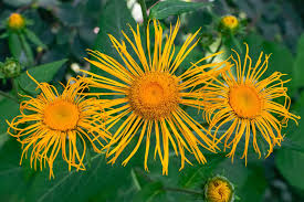 Attēlu rezultāti vaicājumam “Inula helenium leaf”