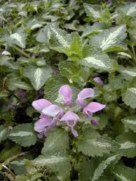 Attēlu rezultāti vaicājumam “Lamium maculatum leaf”