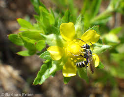 Attēlu rezultāti vaicājumam “Potentilla norvegica flower”