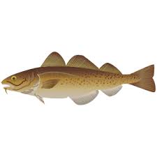 Image result for Arctogadus glacialis