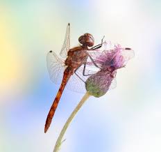 Attēlu rezultāti vaicājumam “Sympetrum vulgatum male”