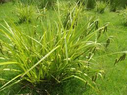 Attēlu rezultāti vaicājumam “Carex pseudocyperus”