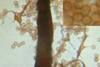 Attēlu rezultāti vaicājumam “Symphytocarpus flaccidus”