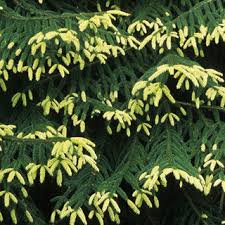 Attēlu rezultāti vaicājumam “Picea orientalis”