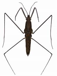 Attēlu rezultāti vaicājumam “Aquarius najas”