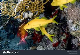 Image result for Parupeneus cyclostomus