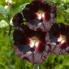 Image result for Alcea rosea nigra