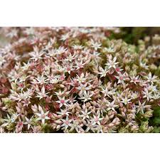 Attēlu rezultāti vaicājumam “Sedum hispanicum flower”