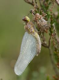 Attēlu rezultāti vaicājumam “Leucorrhinia albifrons female”