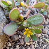Attēlu rezultāti vaicājumam “Portulacaceae”