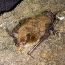 Attēlu rezultāti vaicājumam “Badhamiopsis praetermissa macro”