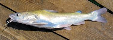 Image result for Ariopsis felis