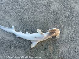 Image result for Sphyrna tiburo