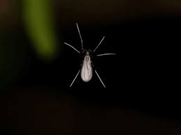 Attēlu rezultāti vaicājumam “Cecidomyiidae”