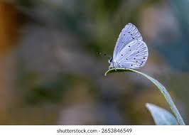 Attēlu rezultāti vaicājumam “Celastrina argiolus”