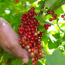 Attēlu rezultāti vaicājumam “Ribes rubrum”