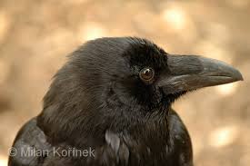 Attēlu rezultāti vaicājumam “Corvus corax adult”