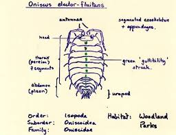 Attēlu rezultāti vaicājumam “Oniscoidea”