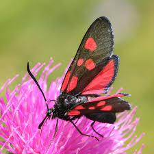 Attēlu rezultāti vaicājumam “Zygaenidae”
