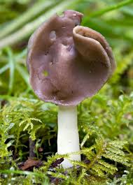 Attēlu rezultāti vaicājumam “Helvella elastica”