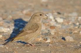 Attēlu rezultāti vaicājumam “Loxia pytyopsittacus”