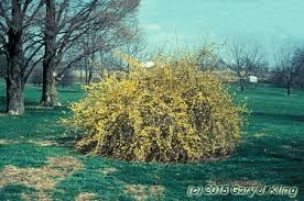 Attēlu rezultāti vaicājumam “Forsythia suspensa”