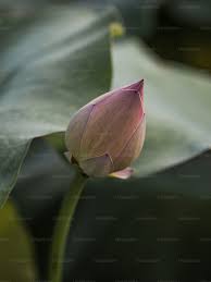 Attēlu rezultāti vaicājumam “Lotus sp. bud”