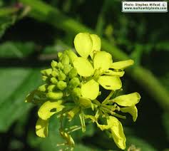 Attēlu rezultāti vaicājumam “Sinapis arvensis leaf”