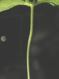Attēlu rezultāti vaicājumam “Moehringia lateriflora leaf”