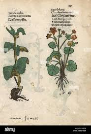 Attēlu rezultāti vaicājumam “Rumex aquaticus fruit”