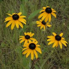 Image result for Rudbeckia fulgida