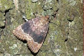 Attēlu rezultāti vaicājumam “Amphipyra perflua”