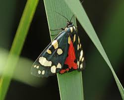 Attēlu rezultāti vaicājumam “Callimorpha dominula”