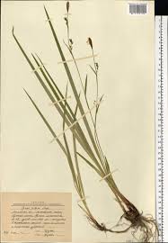 Attēlu rezultāti vaicājumam “Carex pilosa”